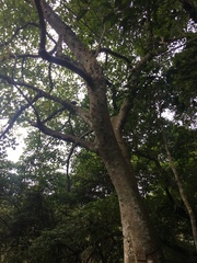 Ficus variegata garciae