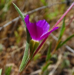 Clarkia purpurea