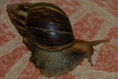 Lissachatina fulica