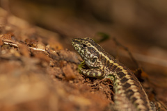 Liolaemus septentrionalis