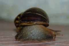 Lissachatina fulica