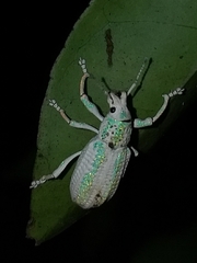 Compsus viridivittatus