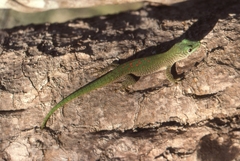 Phelsuma kochi