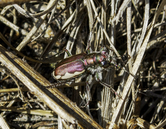 Cicindela scutellaris lecontei