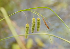 Carex fascicularis