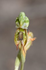 Pterostylis aciculiformis
