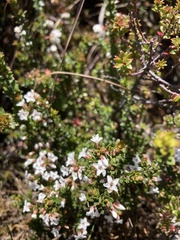Epacris serpyllifolia
