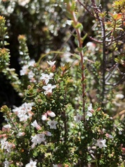 Epacris serpyllifolia