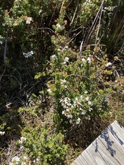 Epacris serpyllifolia
