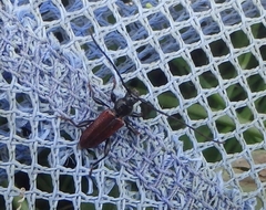 Callidiellum rufipenne