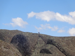 Geositta tenuirostris
