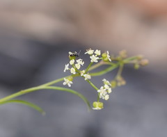 Platysace heterophylla