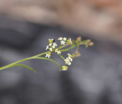 Platysace heterophylla