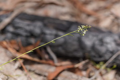 Platysace heterophylla
