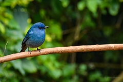 Eumyias albicaudatus