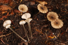 Entoloma watsonii
