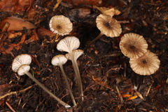 Entoloma watsonii