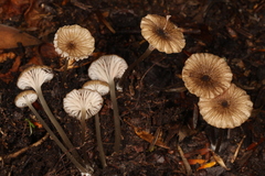 Entoloma watsonii