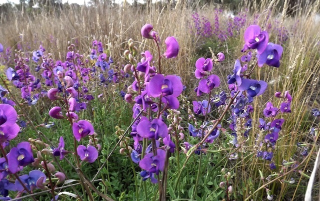 Downy Darling Pea