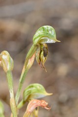 Pterostylis aciculiformis