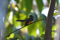 Trogon violaceus