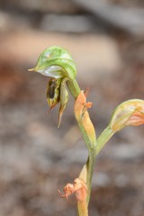 Pterostylis aciculiformis