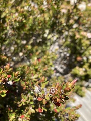 Leptospermum rupestre