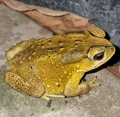 Duttaphrynus melanostictus