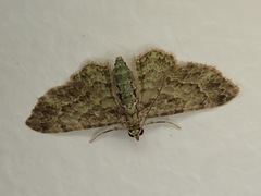 Chloroclystis mniochroa