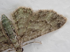 Chloroclystis mniochroa