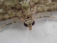 Chloroclystis mniochroa