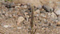 Polypogon interruptus