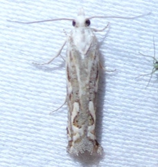 Pelochrista serpentana