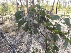 Acacia bancroftiorum