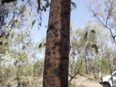 Acacia bancroftiorum