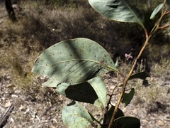 Acacia bancroftiorum