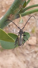 Eriocharis devestivus