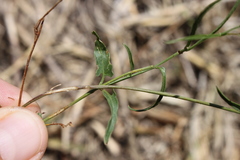 Convolvulus graminetinus