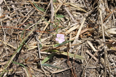 Convolvulus graminetinus