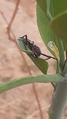 Eriocharis devestivus