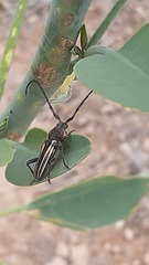 Eriocharis devestivus