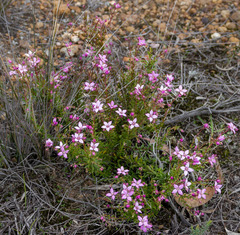 Boronia scabra