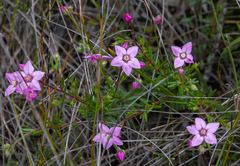 Boronia scabra