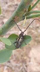 Eriocharis devestivus