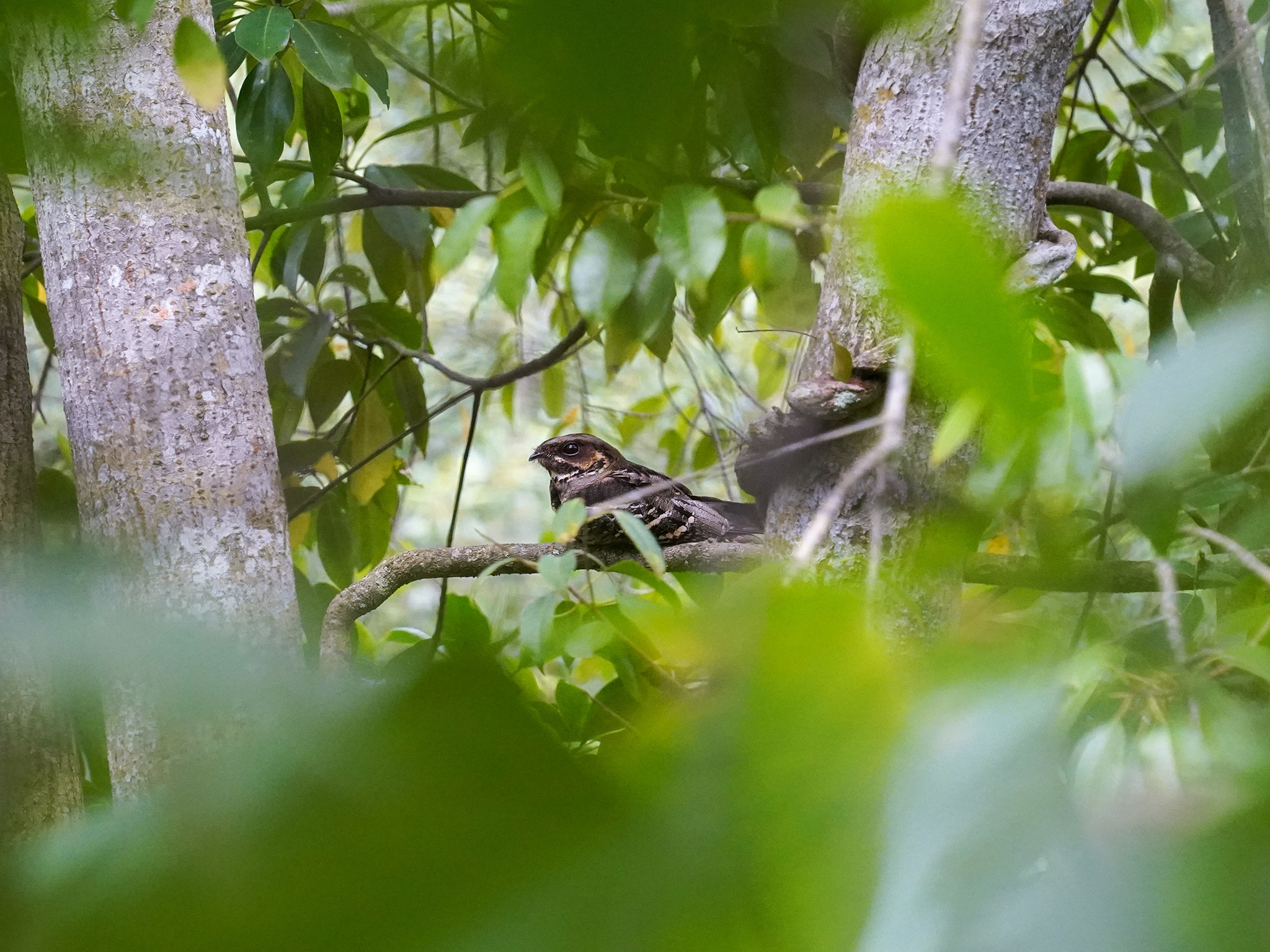 Large-tailed Nightjar