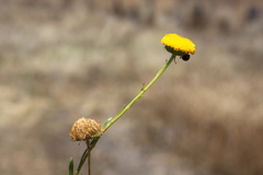 Leiocarpa brevicompta