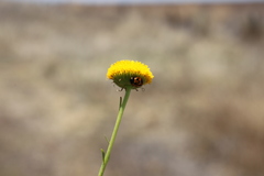 Leiocarpa brevicompta