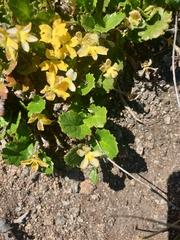 Goodenia hederacea alpestris