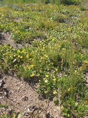 Goodenia hederacea alpestris