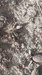 Eriocharis devestivus